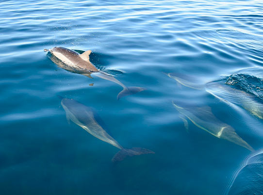 PHOTO PRESENTATION 2